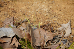 Cnemidophorus lemniscatus