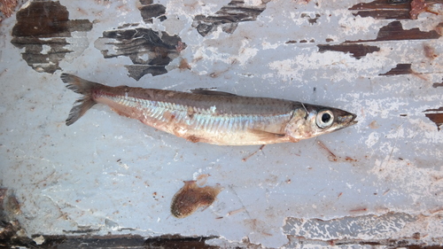 North-pacific argentine (Argentina sialis) — Argentinidae — 2