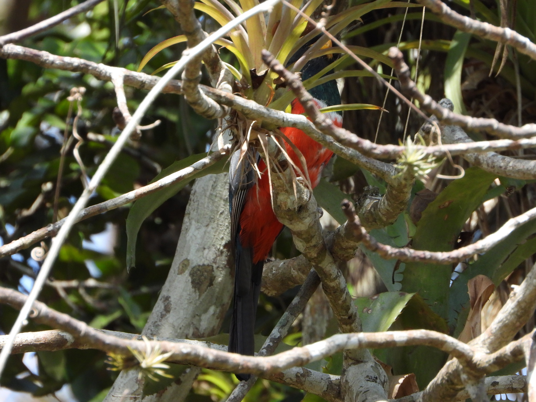 Trogon image