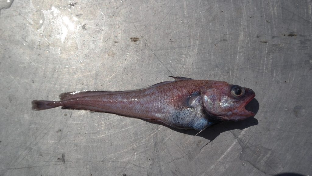 Hundredfathom codling (Physiculus rastrelliger) — Moridae