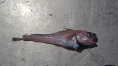 Hundred-Fathom Codling photo 1