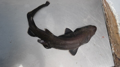 Longnose Catshark photo 2
