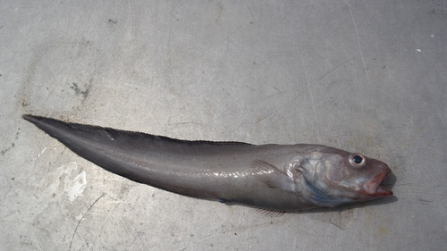 Twoline eelpout (Bothrocara brunneum) — Zoarcidae — 3