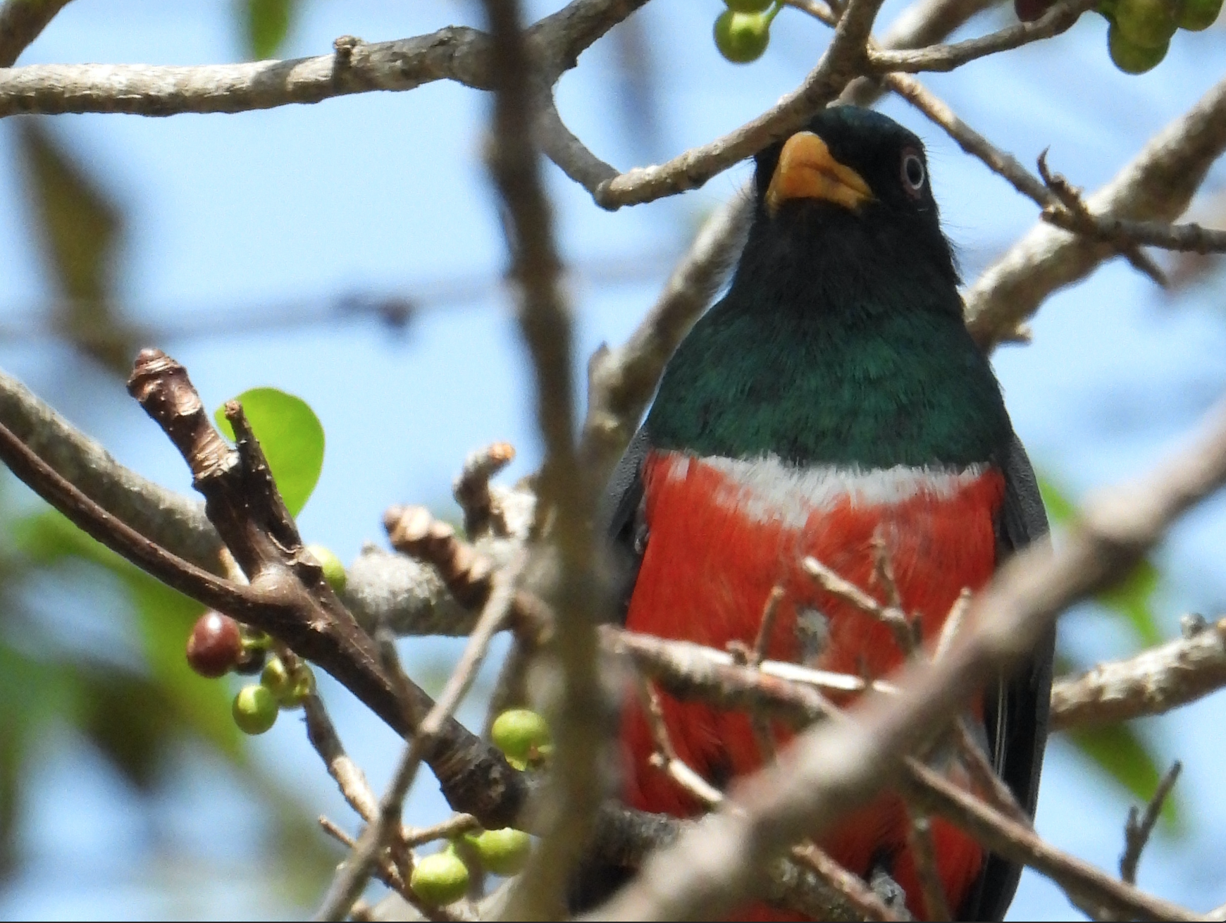 Trogon image