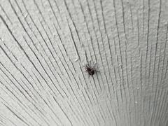 Hoplorhaphus spinifer