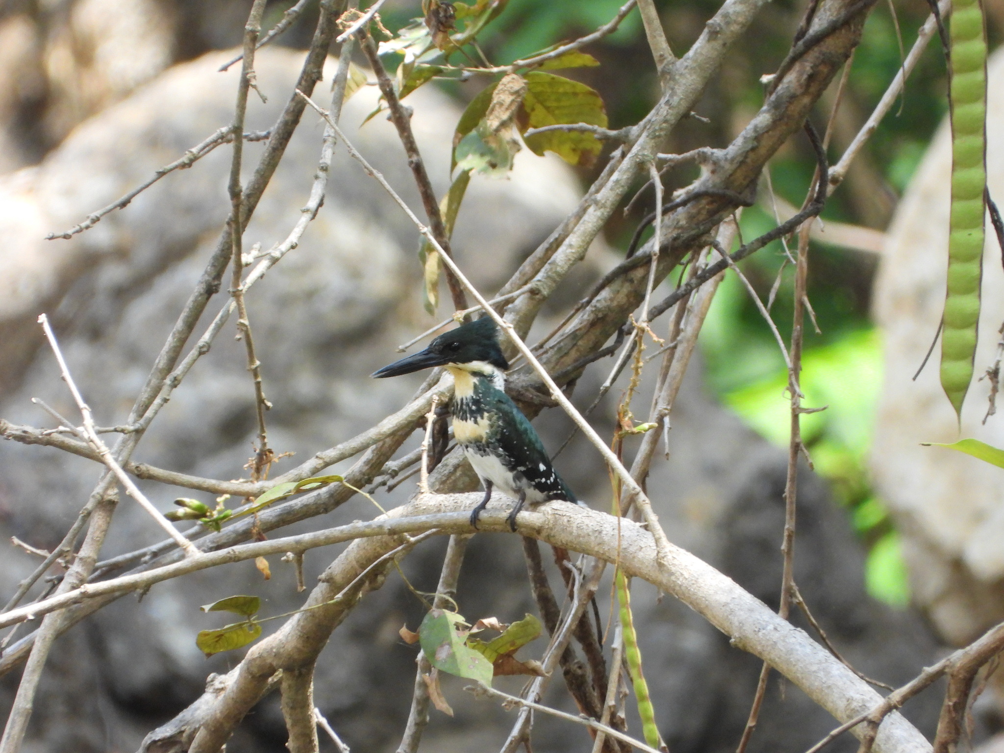 Chloroceryle americana image