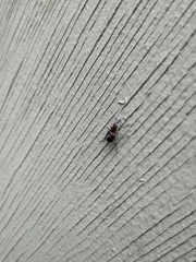Hoplorhaphus spinifer