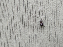 Hoplorhaphus spinifer