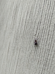 Hoplorhaphus spinifer