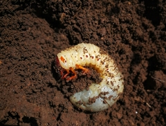 Platycoelia lutescens