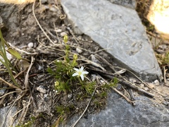 Arenaria lycopodioides