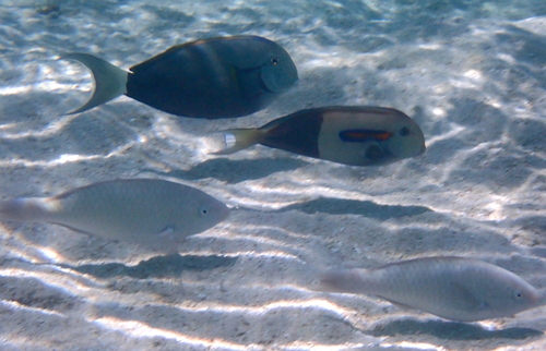 Gendarme Fish
