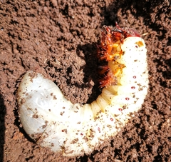 Platycoelia lutescens