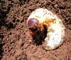Platycoelia lutescens