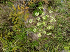 Oenantheae