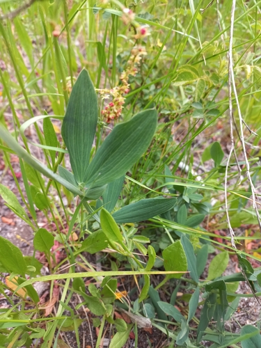 Image of Lathyrus magellanicus by (c) Ariadna Tripaldi, some rights reserved (CC BY)