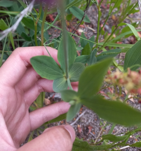 Image of Lathyrus magellanicus by (c) Ariadna Tripaldi, some rights reserved (CC BY)