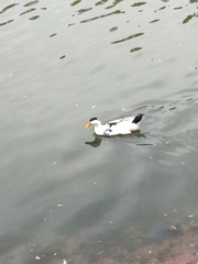 Anas platyrhynchos domesticus