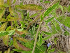 Oenantheae