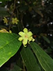 Guatteria amplifolia image