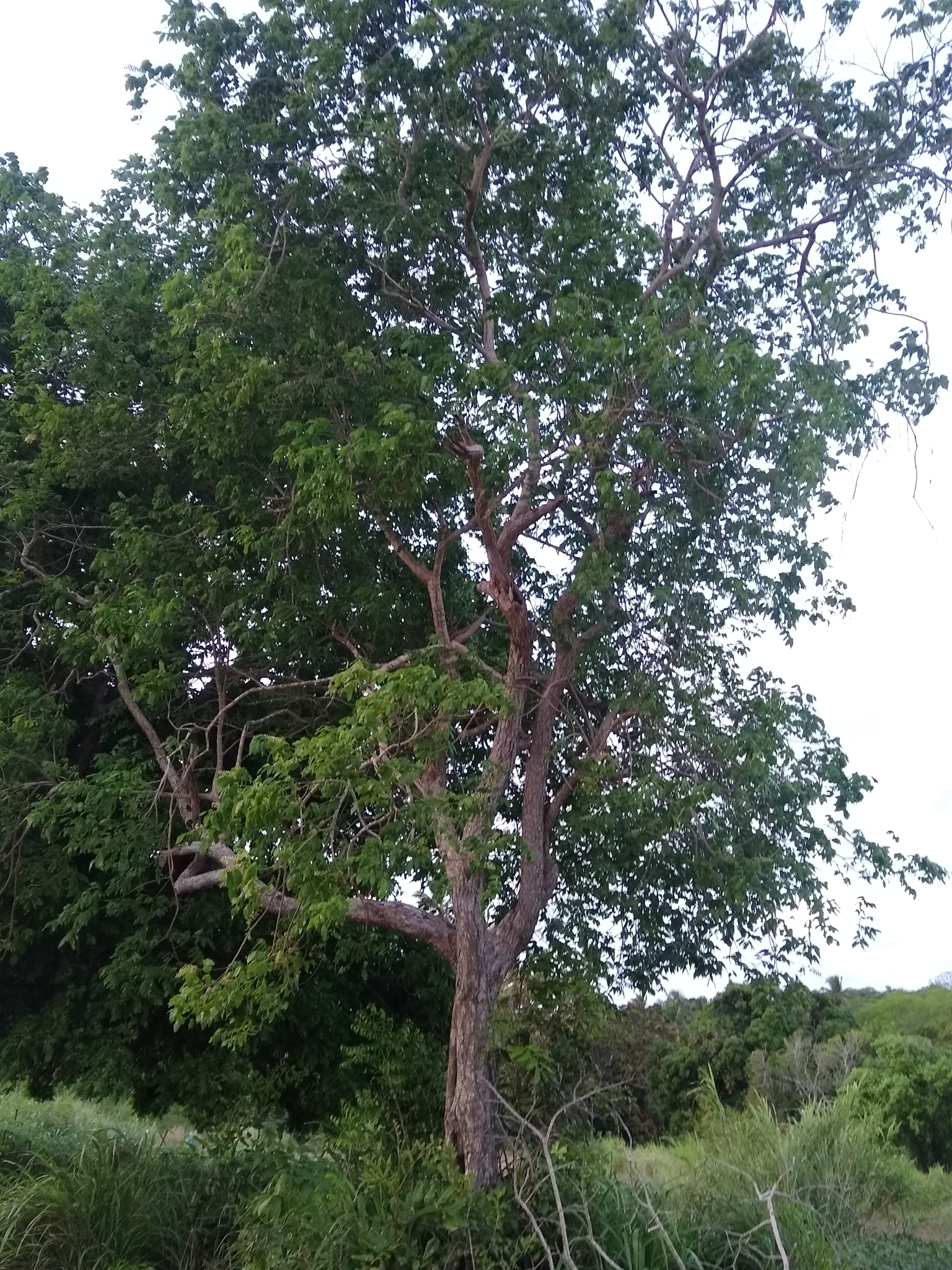 Imagem de Pau-de-vinho