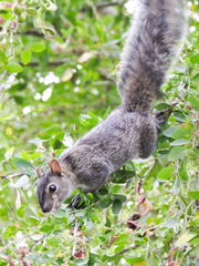 Sciurus colliaei