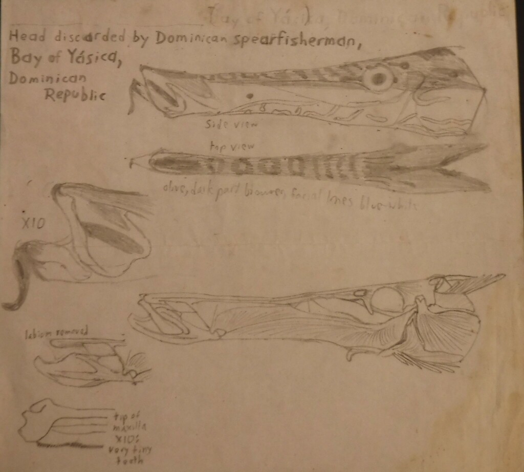 Photo of Caribbean trumpetfish (Aulostomus maculatus)