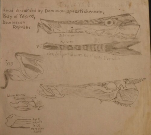 Photo of Caribbean trumpetfish (Aulostomus maculatus)