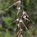 Tussockgrasses - Photo (c) jrebman, some rights reserved (CC BY-NC), uploaded by jrebman