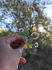 Lippia formosa, photograph (c) Abraham Sánchez Romero, some rights reserved (CC BY)