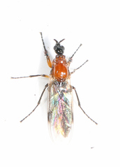 Dilophus tibialis breviceps