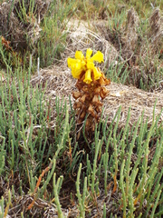 Cistanche phelypaea