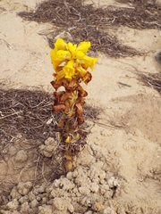 Cistanche phelypaea
