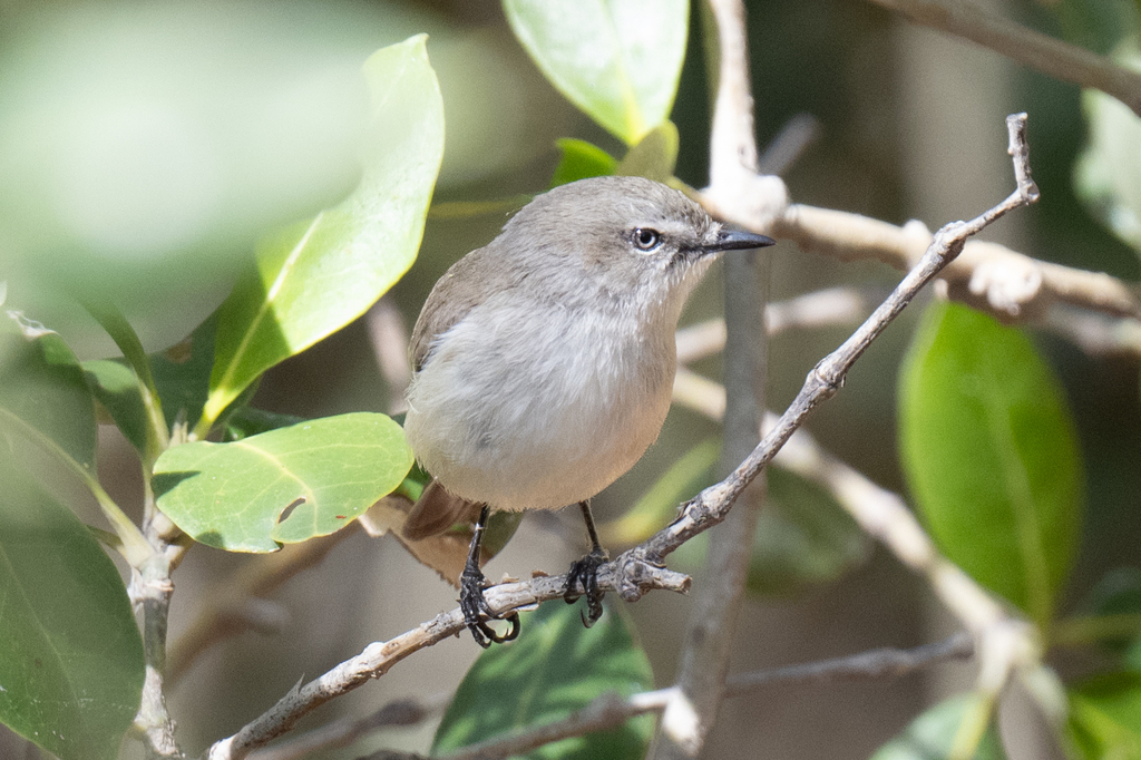 Dusky Gerygone photo