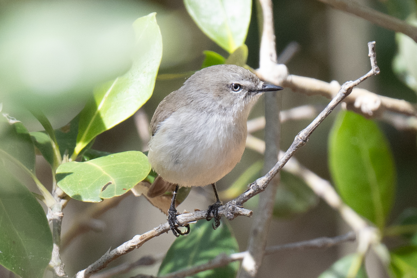 Dusky Gerygone (Gerygone tenebrosa), photo 10
