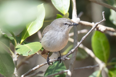 Dusky Gerygone photo 1