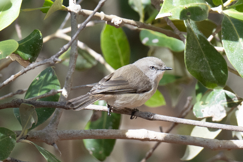 Dusky Gerygone (Gerygone tenebrosa), photo 6