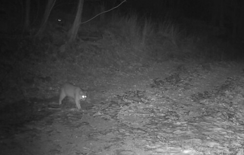 Bobcat photographed in West Virginia
