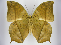 Charaxes acuminatus kigezia