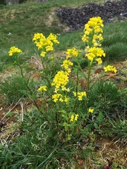 Barbarea verna