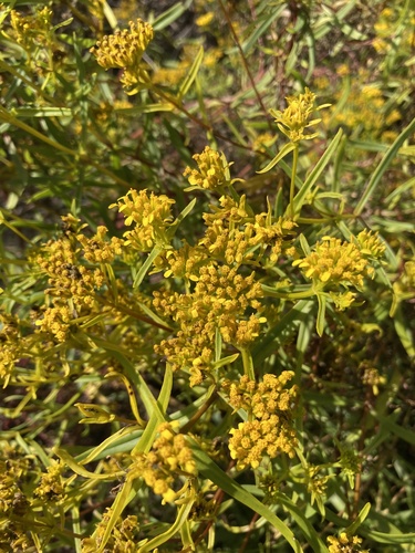 Flaveria floridana, photograph 6