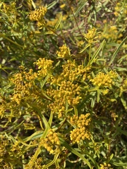Flaveria floridana, photograph author not stated, no rights reserved