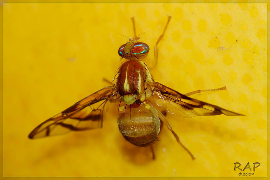 Anastrepha fraterculus