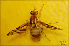 Anastrepha fratercula