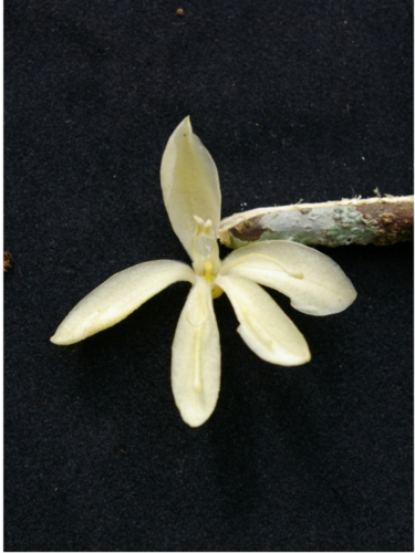 Andreadoxa flava