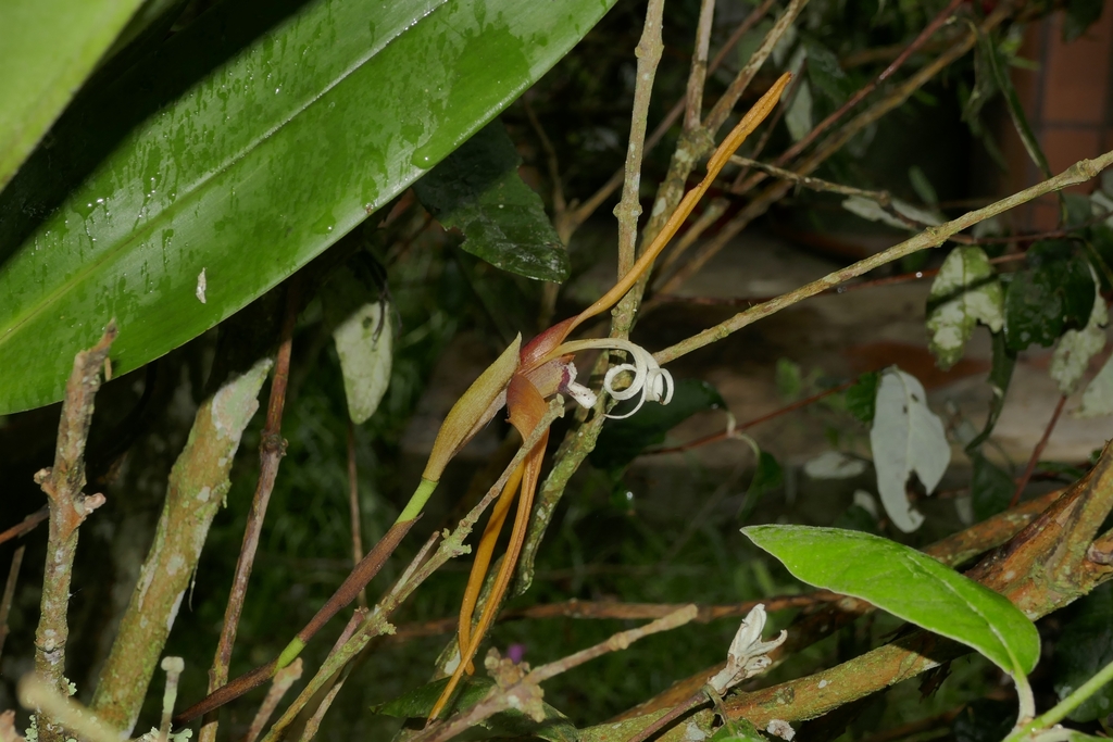 Maxillaria fractiflexa