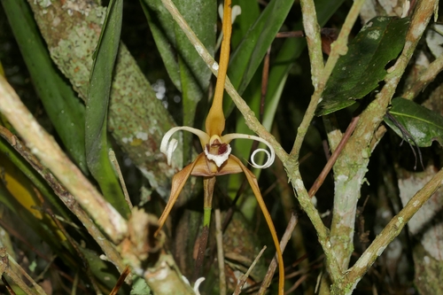 Maxillaria fractiflexa, photograph 3