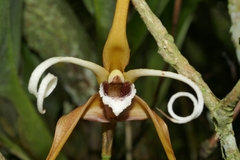 Maxillaria fractiflexa, photograph (c) Daniel Mesa, some rights reserved (CC BY)