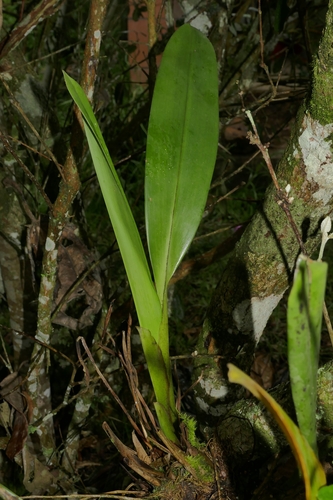 Maxillaria fractiflexa, photograph 5