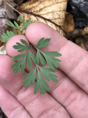 Dicentra cucullaria